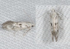 Herrichia excelsella