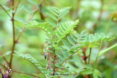 Astragalus chlorostachys