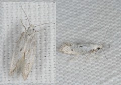 Herrichia excelsella