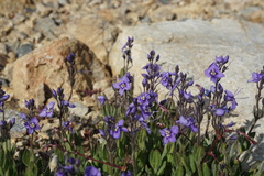 Veronica copelandii