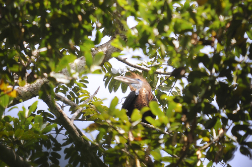 Yellow-casqued Hornbill