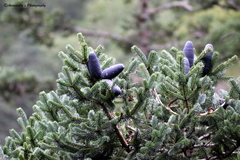 Abies pindrow