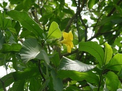 Tabernaemontana glabra