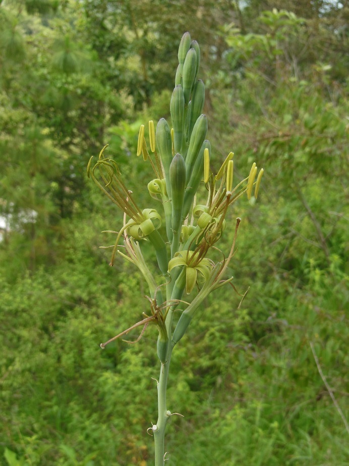 Manfreda pubescens