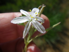 Trachyandra chlamydophylla