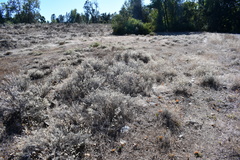 Eriogonum wrightii trachygonum