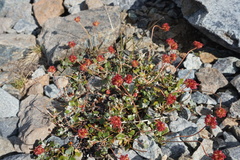 Eriogonum marifolium