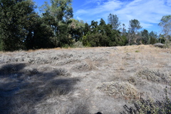 Eriogonum wrightii trachygonum