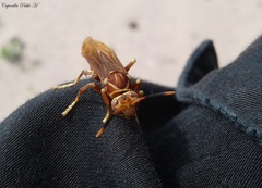 Polistes cavapyta