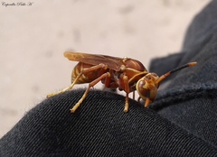 Polistes cavapyta