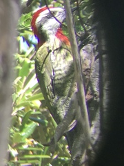 Xiphidiopicus percussus