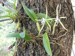 Epidendrum ciliare