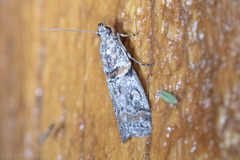 Olybria aliculella