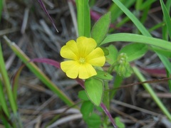 Oxalis frutescens