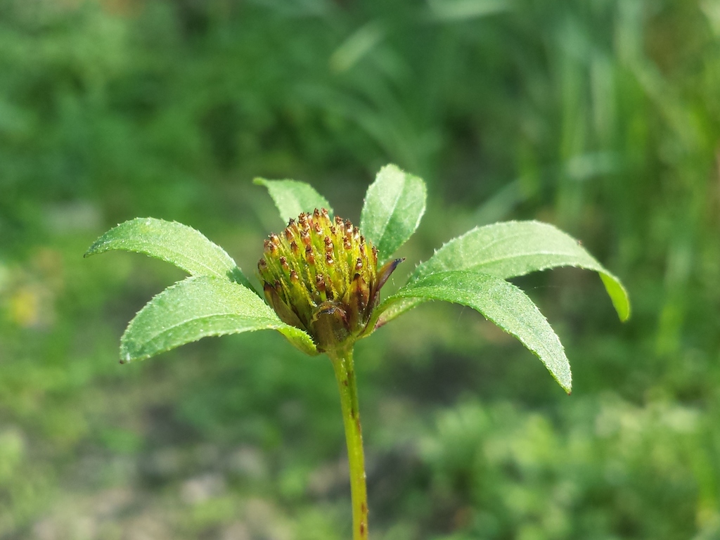 Bidens tripartita