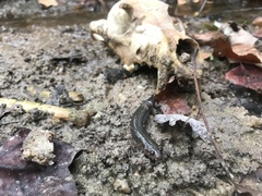 Desmognathus valtos
