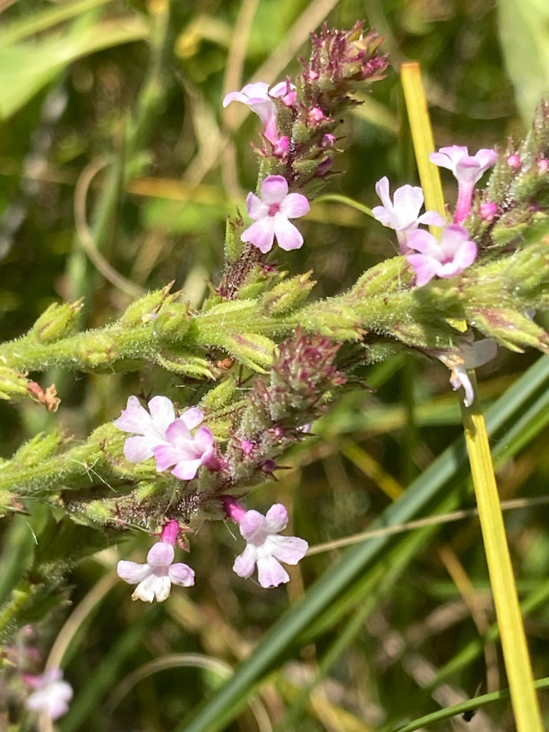 Red Hills vervain (Verbena californica)