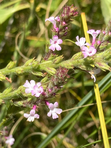 Red Hills vervain (Verbena californica)