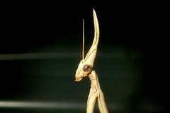 Hypsicorypha gracilis