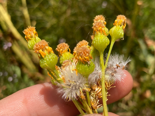 cleveland's ragwort (Packera clevelandii)