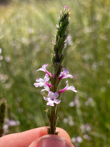 Red Hills vervain (Verbena californica)