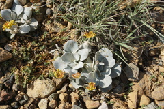 Eriogonum alpinum