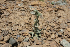 Oreocarya sobolifera