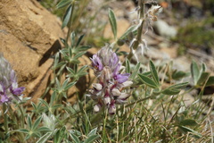 Lupinus lapidicola