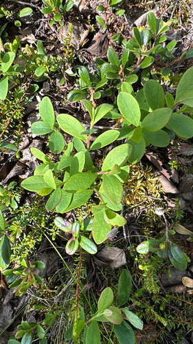 bog bilberry