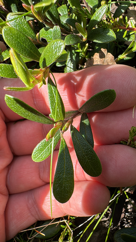bearberry