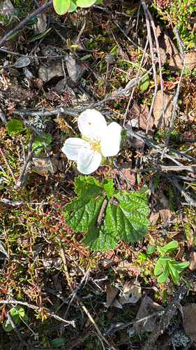 cloudberry