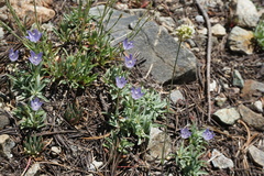 Campanula scabrella