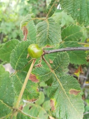 Bursera