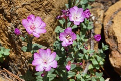 Epilobium siskiyouense