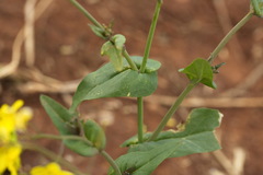 Field mustard