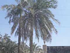 Phoenix dactylifera