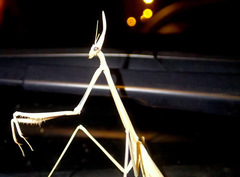 Hypsicorypha gracilis