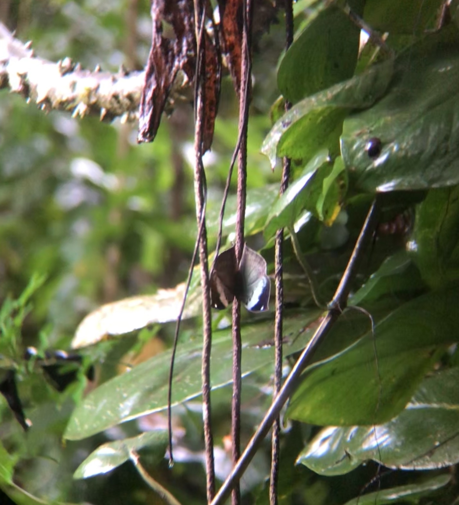 Sahyadri Blue Oakleaf