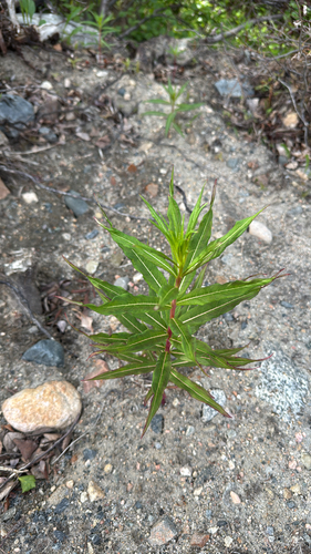 fireweed