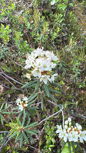marsh Labrador tea