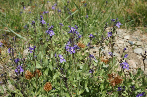 Image of Veronica copelandii by (c) Matt Berger, some rights reserved (CC BY)