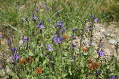 Veronica copelandii