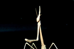 Hypsicorypha gracilis