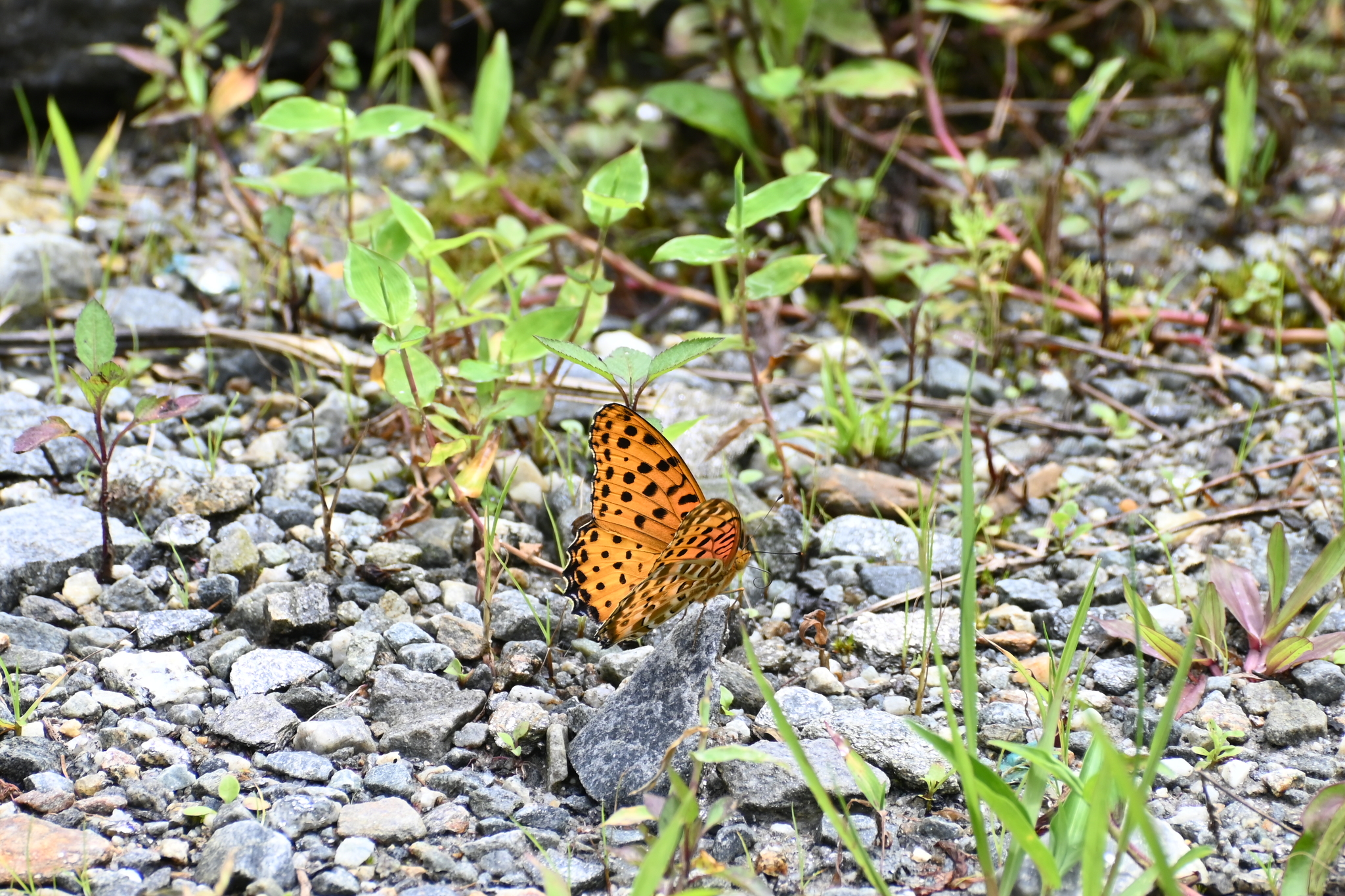 Tropical Fritillary