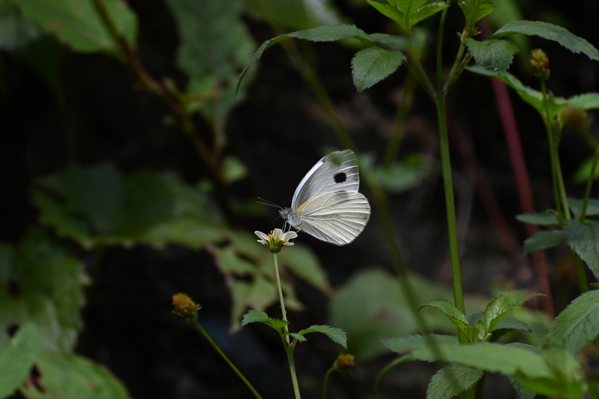Asian Cabbage White