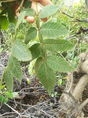 Bursera