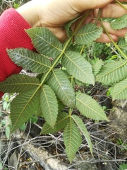 Bursera