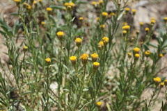Erigeron petrophilus viscidulus
