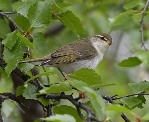 Mosquitero boreal (Phylloscopus borealis)