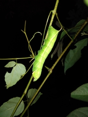 Acosmeryx naga